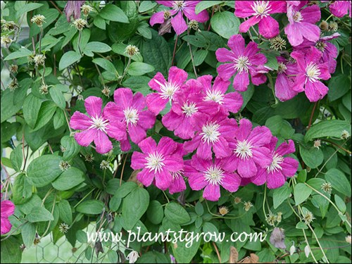 Clematis Barbara Harrington (end of July)